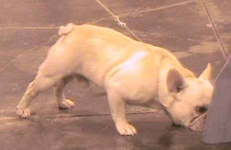Sniff around - French bulldog