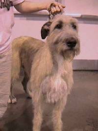 Get pretty - Irish wolfhound