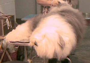Relax - Old English sheepdog