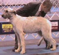 This foot goes here - Irish wolfhound puppy