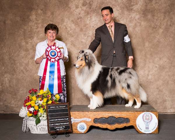 Best in Show - Collie