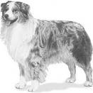 Australian shepherd