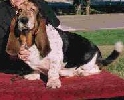 Basset hound