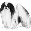 Japanese chin