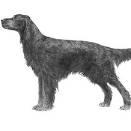 Gordon setter, Springer spaniel