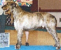 Irish wolfhound