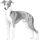 Italian greyhound