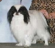 Japanese chin