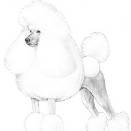 Poodle, Japanese chin