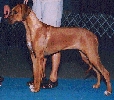 Rhodesian ridgeback