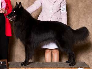 Belgian sheepdog