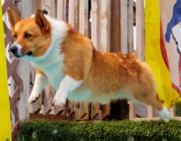 Pembroke Welsh corgi, Nova Scotia Duck Tolling Retriever