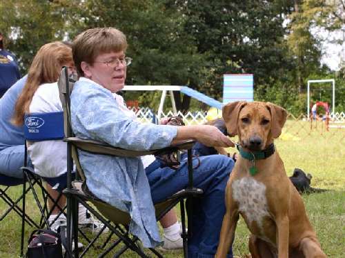 A Rhodesian ridgeback looking anxious