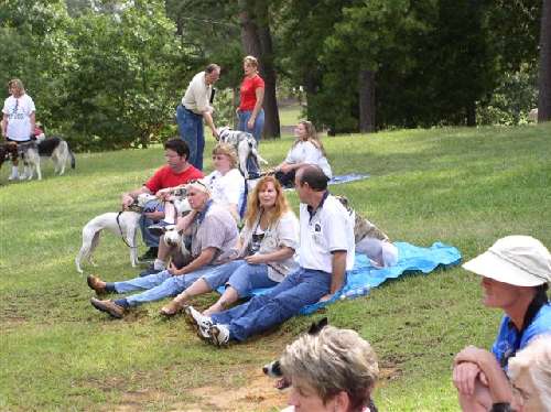 People and dogs having fun