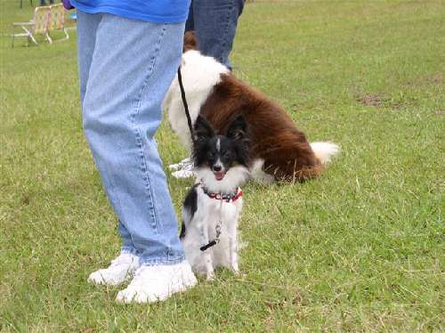 A papillion looking curious
